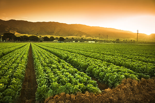 冬季如何選肥？冬季選肥技巧