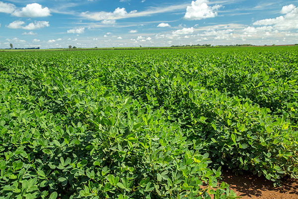 化肥使用中常見的幾種不合理現(xiàn)象