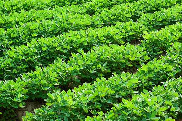 促進(jìn)植物生長的葉面肥料有哪些調(diào)節(jié)劑作用?