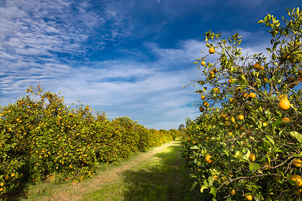 春季果樹追肥如何避免肥害？