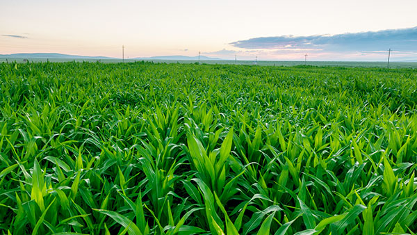葉面肥晚上打有效果嗎?噴后下雨怎么辦?