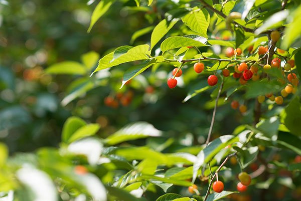鐵肥和葉面肥能兌在一起用嗎?噴施使用注意